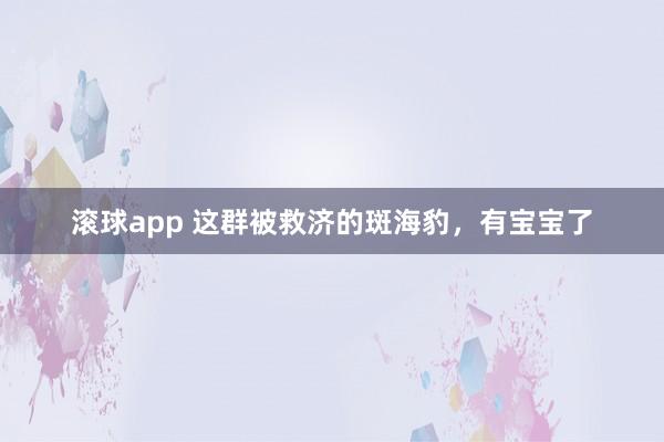 滚球app 这群被救济的斑海豹，有宝宝了